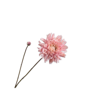 Silk-Ka CHRYSANT TAK CR/ROZ 101 cm