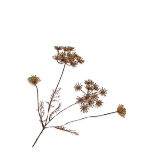 Silk-Ka DILLE TAK GOUD 55 cm