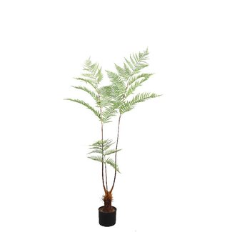 PTMD Fern Plant green sword fern plant in black pot