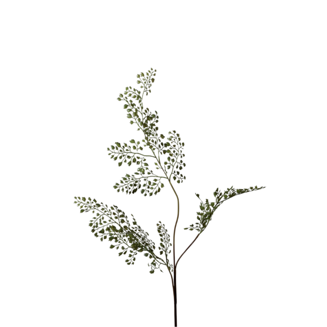 Adiantum Fern x3 70cm