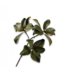 Silk-Ka MAGNOLIA TAK GROEN 99 cm