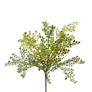 EDG Adiantum Bush 47 cm