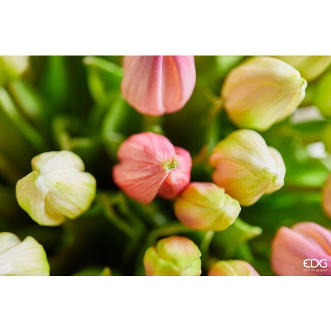 EDG Bosje Tulpen Green Pink 9 stuks H29 cm 2 as.