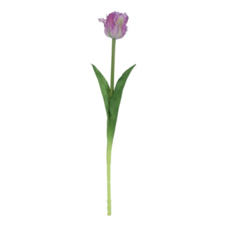 Parkiet tulp paars/wit 47cm