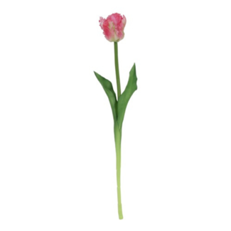 Parkiet tulp donker roze/wit 47cm