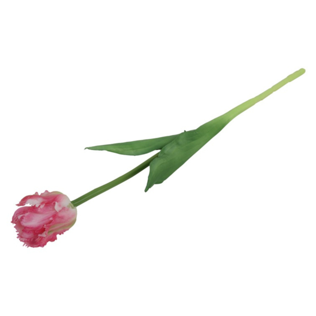Parkiet tulp donker roze/wit 47cm