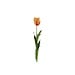 Parkiet tulp Oranje 65 cm