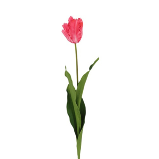 Parkiet tulp Roze 65 cm
