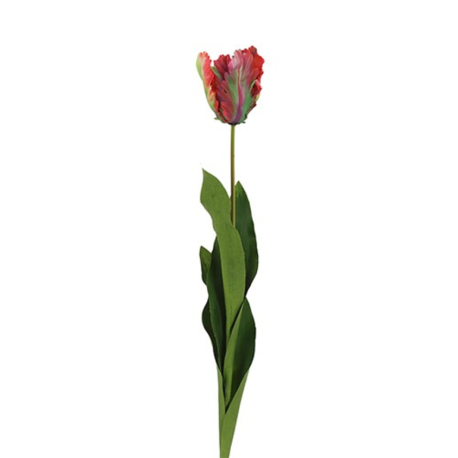 Decostar Parkiet tulp veelkleurig rood/groen 65 cm