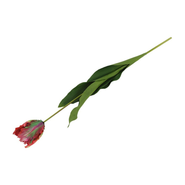 Parkiet tulp veelkleurig rood/groen 65 cm