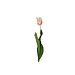 Parkiet tulp veelkleurig wit/rood/groen 65 cm