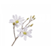 Silk-Ka MAGNOLIA TAK WIT 71 cm