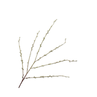 Silk-Ka WILGENTAK GROEN 111 cm