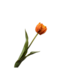 Silk-Ka TULP STEEL ORANJE 47 cm