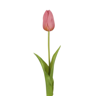 Tulp lila paars 44 cm