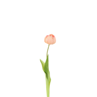 Pioen Tulp roze/perzik 44 cm