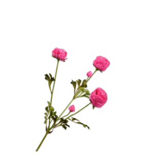 Silk-Ka RANONKEL TAK BEAUTY RT 65 cm