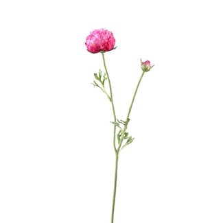 PTMD Ranonkel Flower Dark Pink spray with bud and leaves