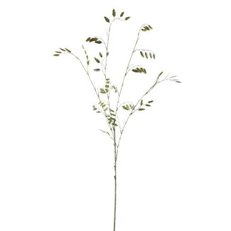 PTMD Leaves Plant Green brizza grass spray