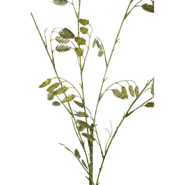 PTMD Leaves Plant Green brizza grass spray