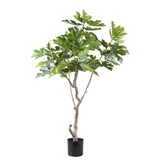 PTMD Tree Green fig tree in pot L