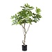 PTMD Tree Green fig tree in pot L