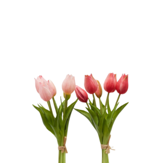 EDG Bosje Tulpen 2 tone Pink 5 stuks h28 cm 2 ass.