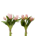 EDG Bosje Tulpen Antique Pink 5 stuks h28 cm
