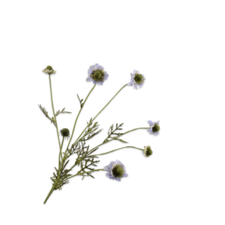 Silk-Ka SCABIOSA TAK LILA 89 cm