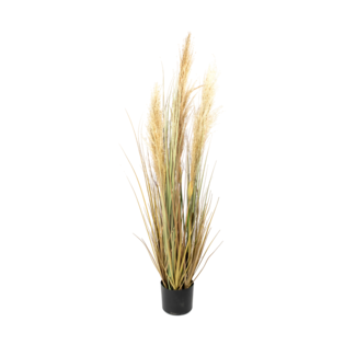 Colmore Decorative dried pampas grass natural w/plastic pot 120cm