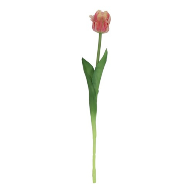 Parkiet tulp zalm / crème 47cm