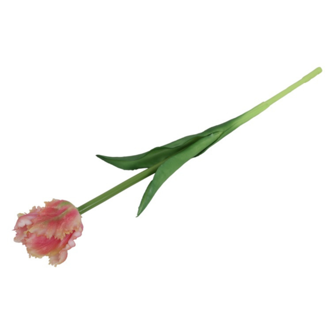 Parkiet tulp zalm / crème 47cm