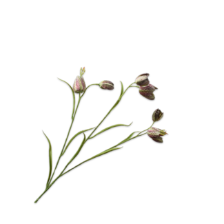 Silk-Ka FRITILLARIA TAK LAV/CR 64 cm