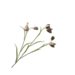 Silk-Ka FRITILLARIA TAK LAV/CR 64 cm