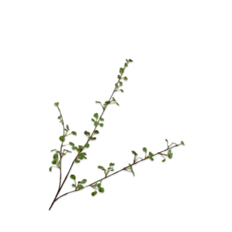 Silk-Ka BLADTAK GROEN 86 cm