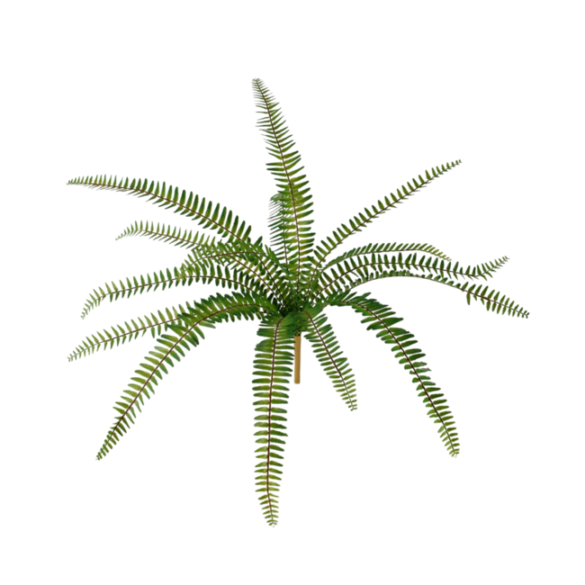 Ruffle Fern Bush H 26cm dia 61cm