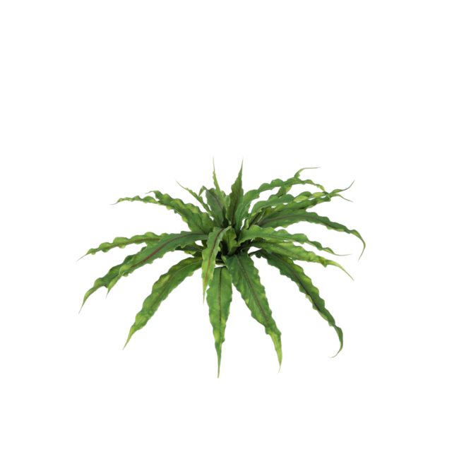 Asplenium 34cm