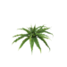Asplenium 34cm