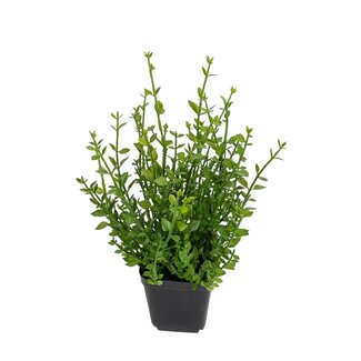 Rozemarijn in pot 25cm