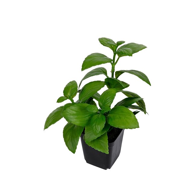 Basilicum in pot 25cm