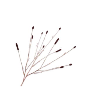 Silk-Ka PIMPERNEL TAK PAARS 84 cm Silk-Ka PIMPERNEL TAK PAARS 84 cm