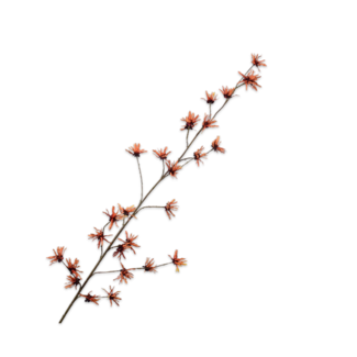 Silk-Ka HAZELAAR TAK ORANJE 153 cm Silk-Ka HAZELAAR TAK ORANJE 153 cm