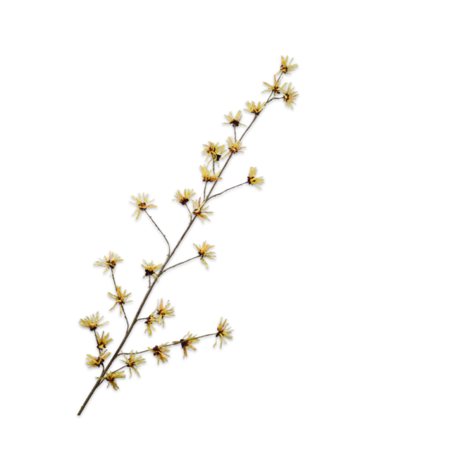 Silk-Ka HAZELAAR TAK GEEL 153 cm