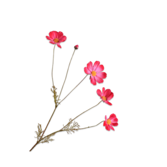 Silk-Ka COSMOS TAK BEAUTY 92 cm Silk-Ka COSMOS TAK BEAUTY 92 cm