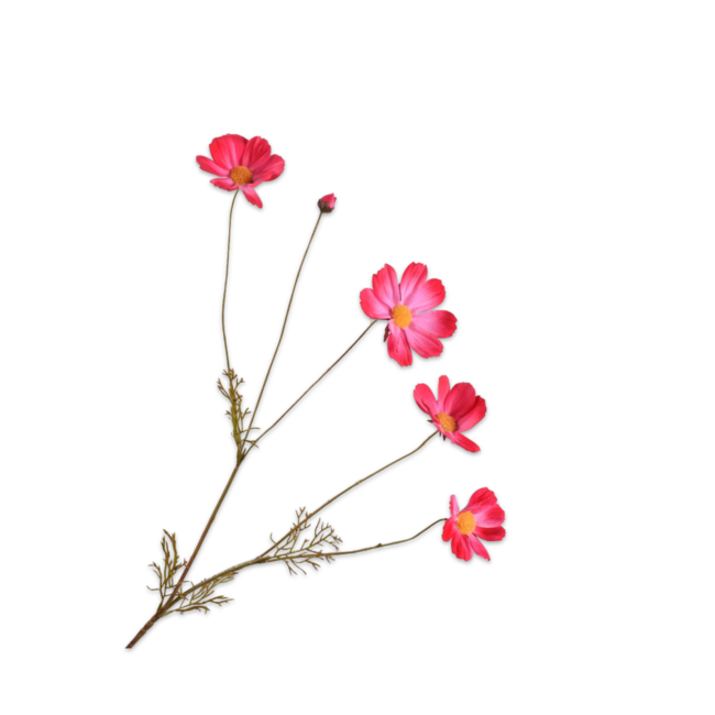 Silk-Ka COSMOS TAK BEAUTY 92 cm