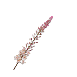 Silk-Ka EREMURUS STEEL CREME 107 cm
