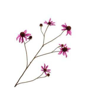 Silk-Ka RUDBECKIA TAK LAVENDEL 91 cm