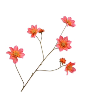 Silk-Ka DAHLIA TAK ROZE 107 cm