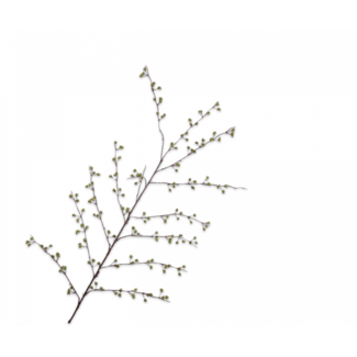 Silk-Ka BESSENTAK Groen 137 cm