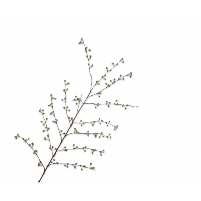 Silk-Ka BESSENTAK Groen 137 cm